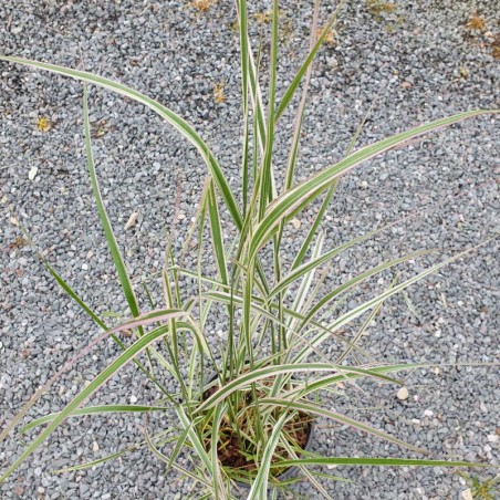 Calamagrostis x acutiflora 'Overdam' Calamagrostis x acutiflora 'Overdam'