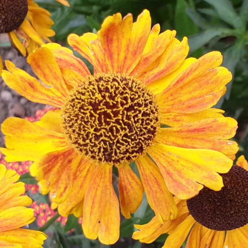 Helenium 'Wyndley' - summer flowers Helenium 'Wyndley' - summer flowers
