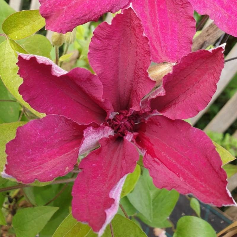 Clematis 'Ruutel' - red flowers