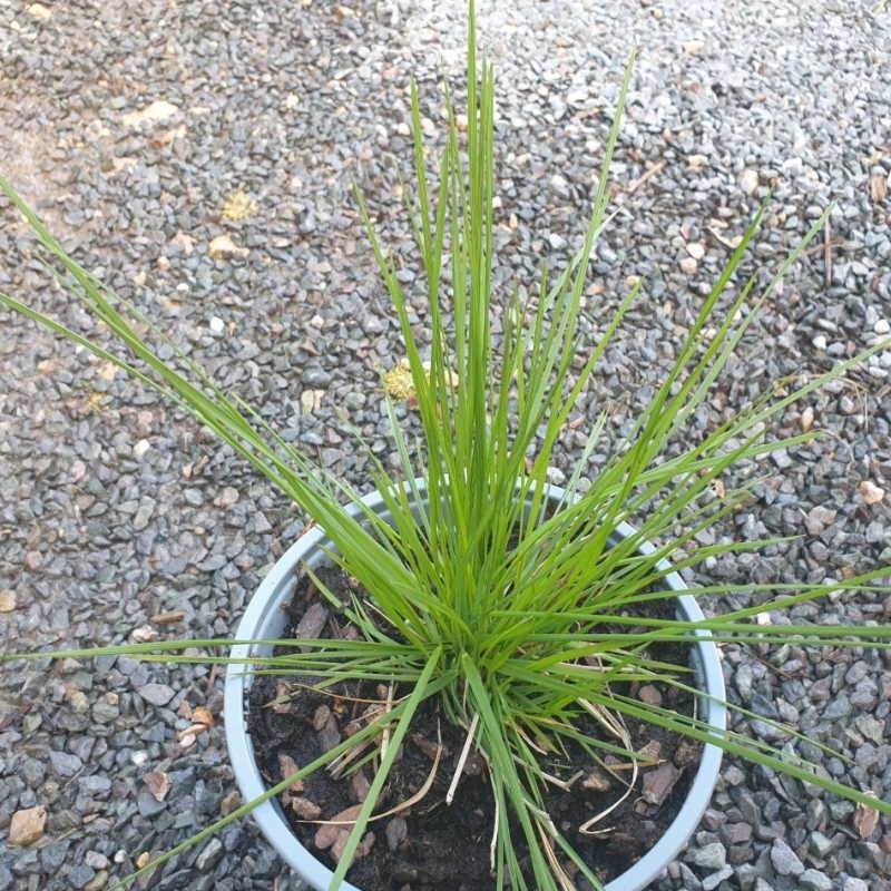 Deschampsia cespitosa 'Goldschleier' - young plant