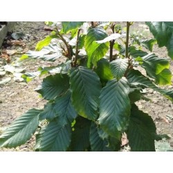 Carpinus betulus 'Columnaris Nana'