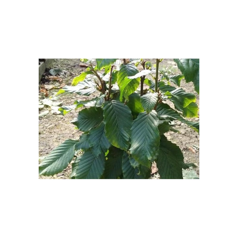 Carpinus betulus 'Columnaris Nana'