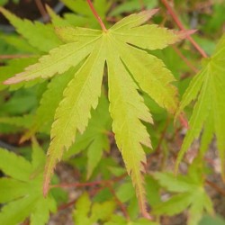 Acer palmatum - spring leaves