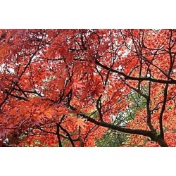 Acer palmatum - autumn colour