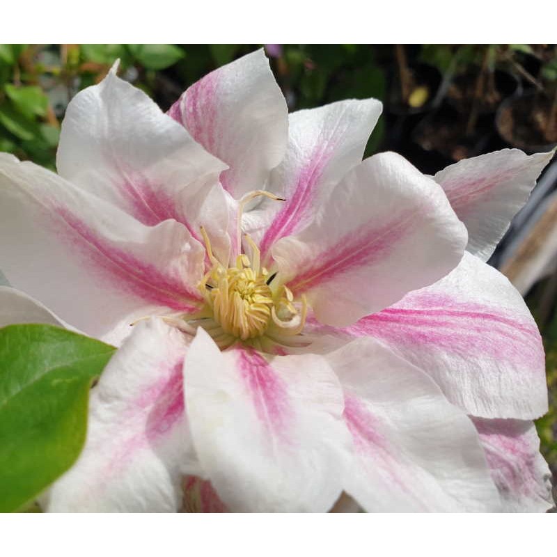 Clematis 'Andromeda' - flowers Clematis 'Andromeda' - flowers