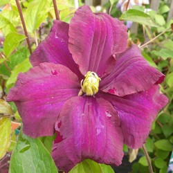 Clematis 'Warszawska Nike' - flowers