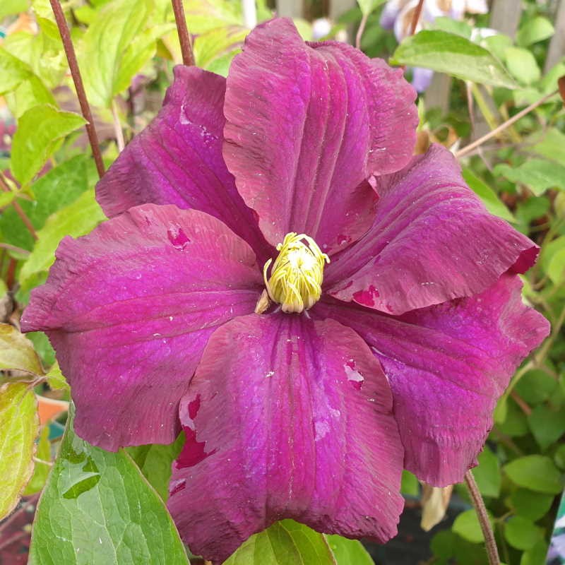 Clematis 'Warszawska Nike' - flowers Clematis 'Warszawska Nike' - flowers