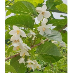 Styrax japonica 'Emerald Pagoda' - early summer flowers