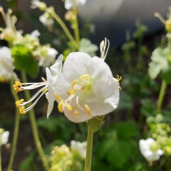 Geranium macrorrhizum 'White Ness' - summer flowers