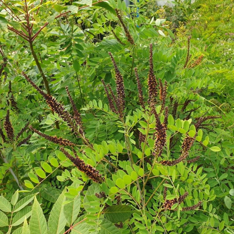 Amorpha fruticosa - summer flowers