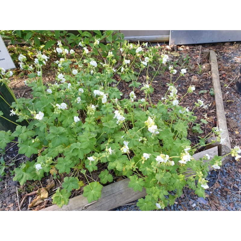 Geranium macrorrhizum 'White Ness' - 3 year old plant