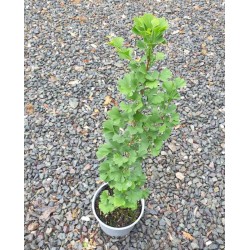 Ginkgo biloba 'Goethe' - habit of a young plant