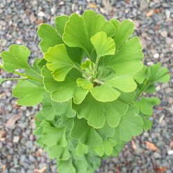Ginkgo biloba 'Goethe' - leaves close up