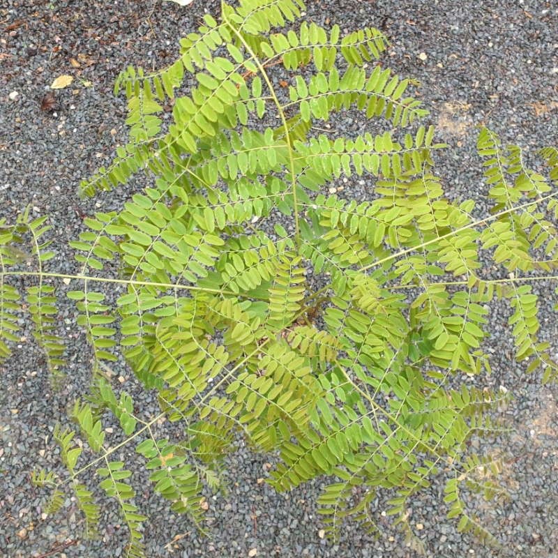 Gymnocladus chinensis - leaves in spring