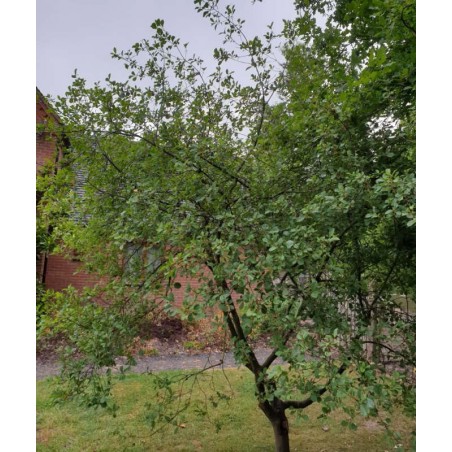 Rhamnus frangula - growing as a small tree, covered with masses of insects when in flower Rhamnus frangula - growing as a small tree, covered with masses of insects when in flower