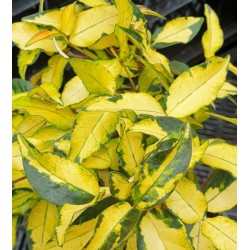 Trachelospermum asiaticum 'Summer Sunset' - summer leaves