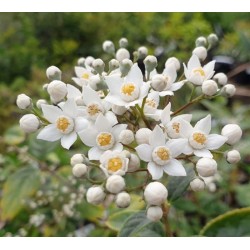 Deutzia multiradiata - early summer flowers