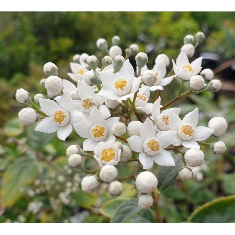 Deutzia multiradiata - early summer flowers