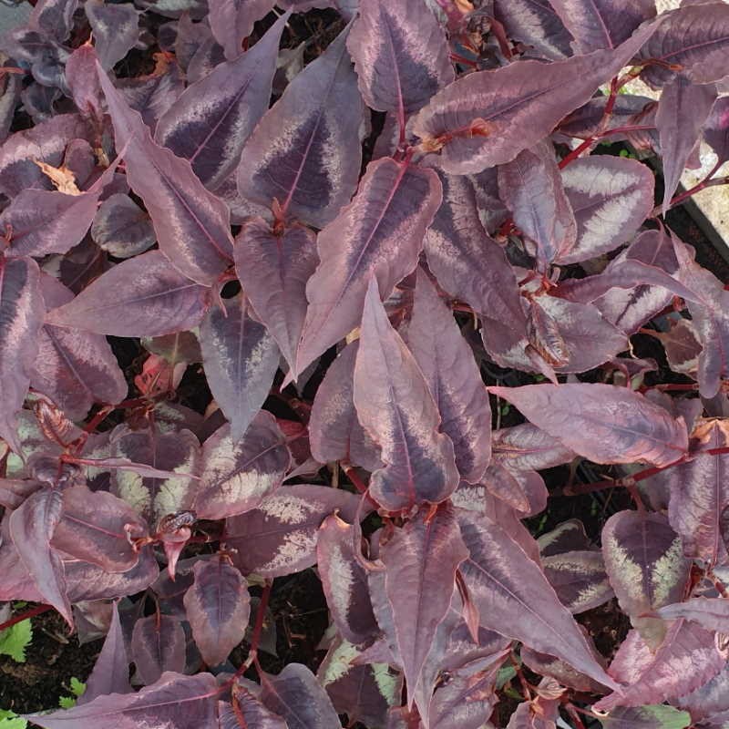 Persicaria microcephala 'Red Dragon'  - spring leaves