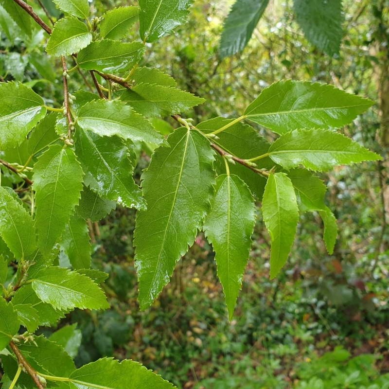 Hoheria x 'Glory of Amlwch' - spring leaves