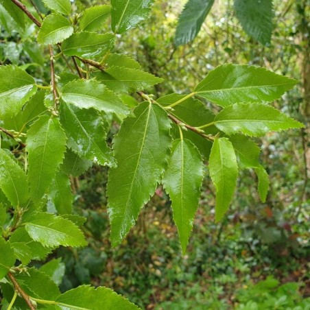 Hoheria x 'Glory of Amlwch' - spring leaves Hoheria x 'Glory of Amlwch' - spring leaves