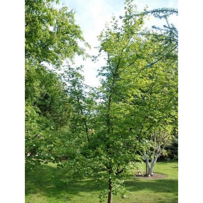 Acer campestre - growing as a small tree Acer campestre - growing as a small tree