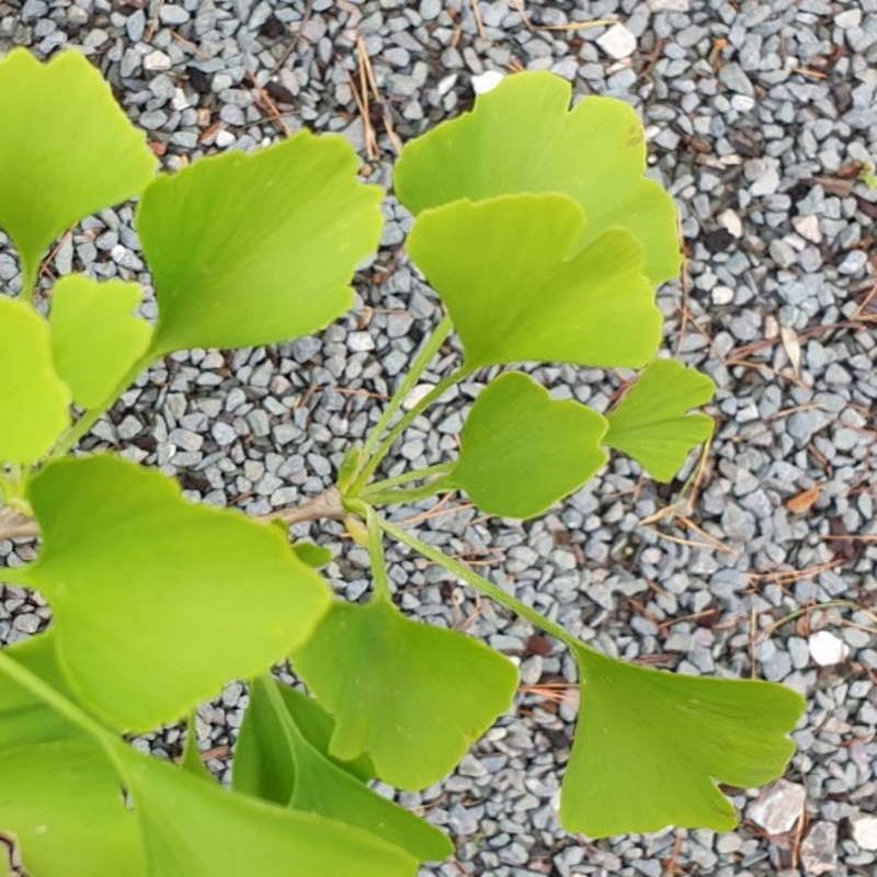 Ginkgo biloba 'Chi Chi' (Tit) - leaves in early summer