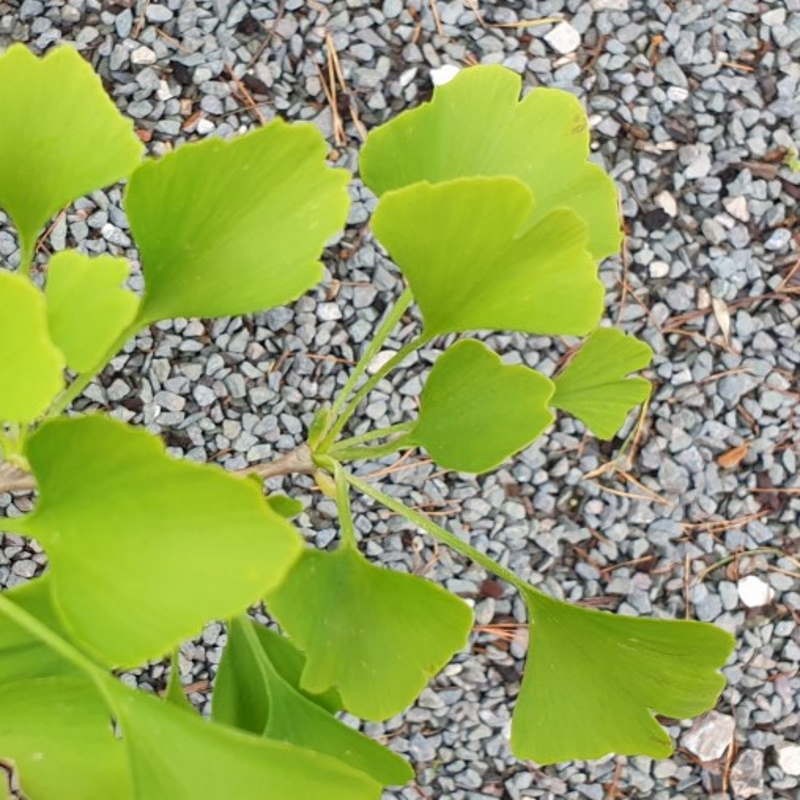 Ginkgo biloba 'Chi Chi' (Tit) - leaves in early summer Ginkgo biloba 'Chi Chi' (Tit) - leaves in early summer