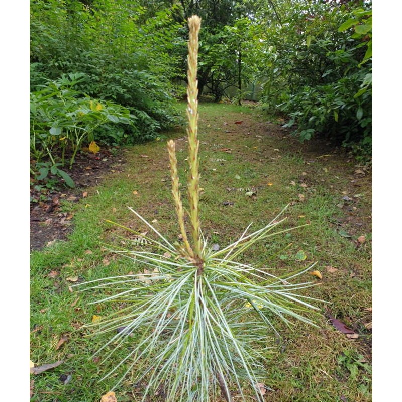 Pinus strobus 'Himmelblau' Pinus strobus 'Himmelblau'