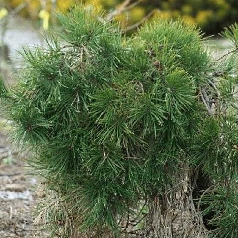 Pinus densiflora 'Pendula' - established plant Pinus densiflora 'Pendula' - established plant