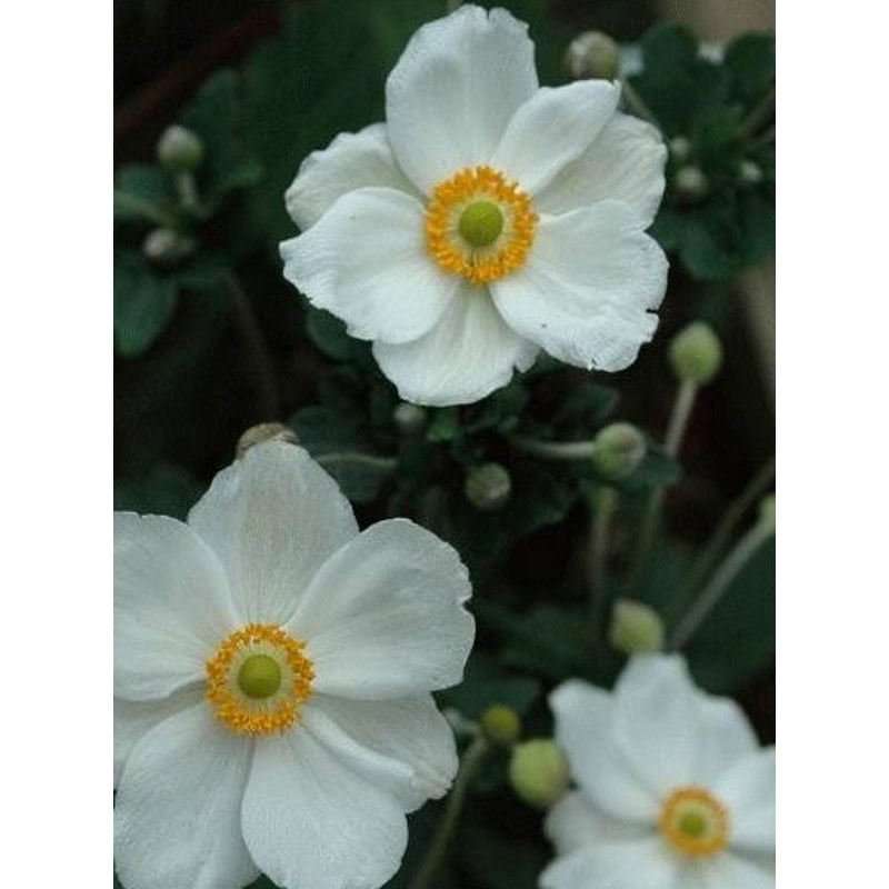 Anemone x hybrida 'Honorine Jobert' - summer flowers Anemone x hybrida 'Honorine Jobert' - summer flowers