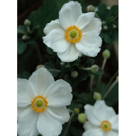 Anemone x hybrida 'Honorine Jobert' - summer flowers Anemone x hybrida 'Honorine Jobert' - summer flowers