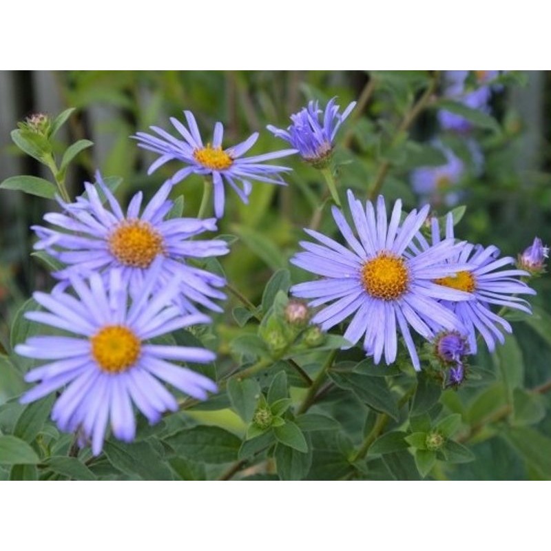 Aster x frikartii 'Monch' - summer flowers