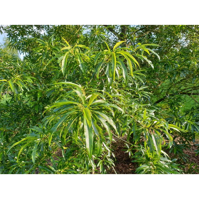 Quercus x schochiana - summer leaves Quercus x schochiana - summer leaves