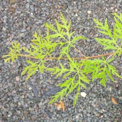 Acer palmatum 'Emerald lace' - summer leaves