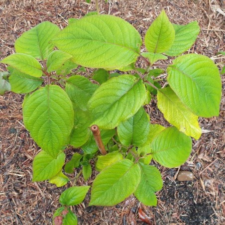 Hydrangea aspera 'Goldrush' - summer leaves