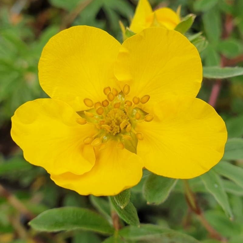 Potentilla fruticosa 'Goldteppich' - Early Summer flowers Potentilla fruticosa 'Goldteppich' - Early Summer flowers