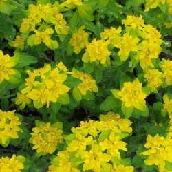 Euphorbia polychroma - spring flowers