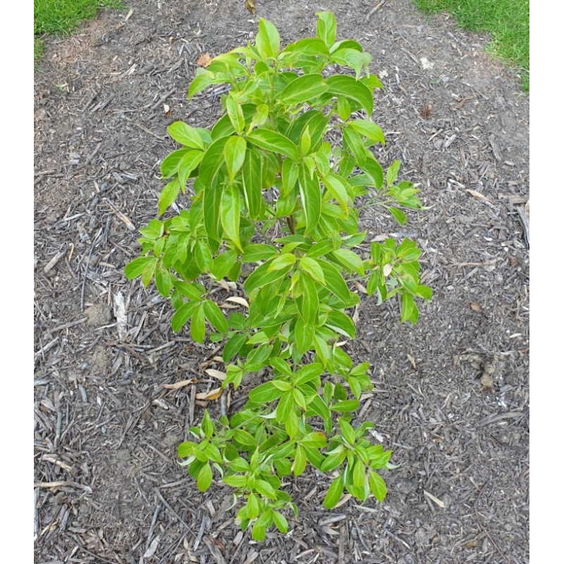 Cornus angustata 'Empress of China' - young 4 year old plant in summer