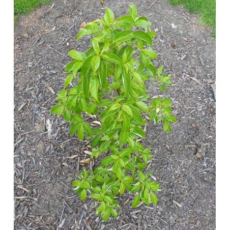 Cornus angustata 'Empress of China' - young 4 year old plant in summer