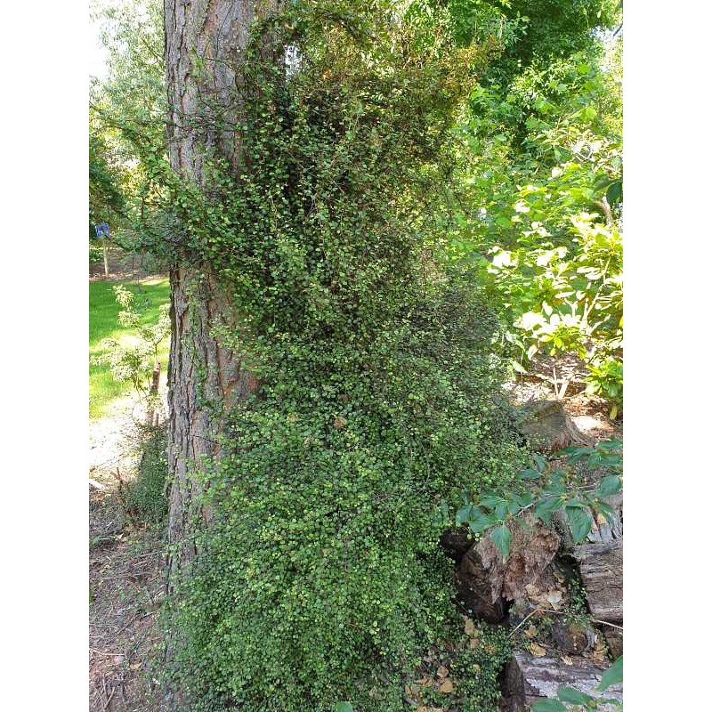Muehlenbeckia complexa - climbing over a pile of logs and up a tree