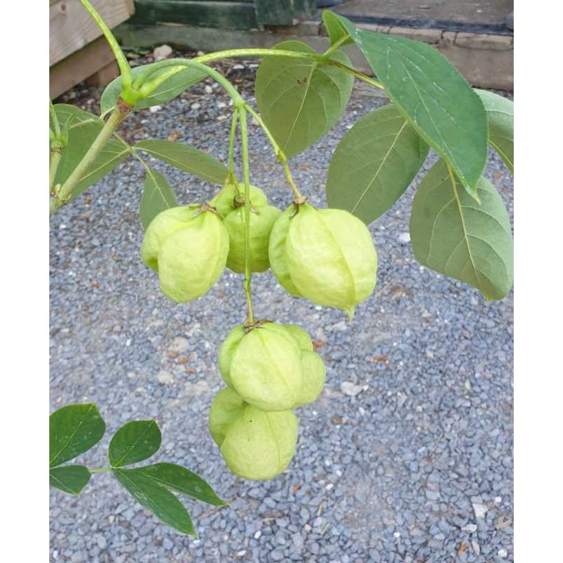 Staphylea pinnata - fruit in mid summer Staphylea pinnata - fruit in mid summer