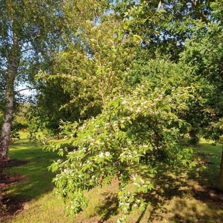 Cotoneaster frigidus 'Cornubia' - approx 6 year old tree Cotoneaster frigidus 'Cornubia' - approx 6 year old tree