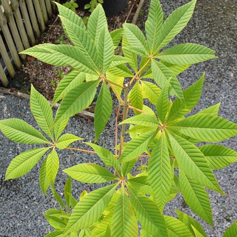 Aesculus Glabra April Wine
