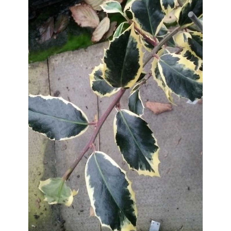 Ilex aquifolium 'Argentea Marginata Pendula' - variegated leaves Ilex aquifolium 'Argentea Marginata Pendula' - variegated leaves