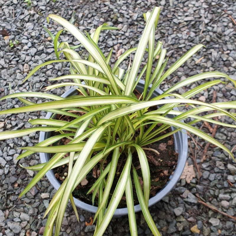 Phormium 'Blondie' - young plant Phormium 'Blondie' - young plant