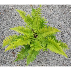 Dryopteris atrata