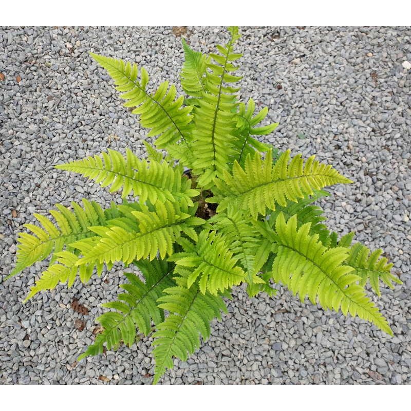 Dryopteris atrata