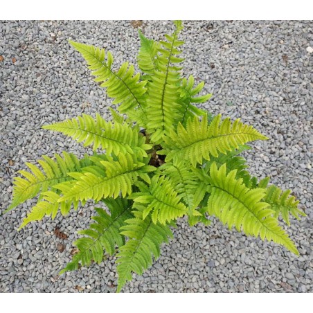 Dryopteris atrata Dryopteris atrata