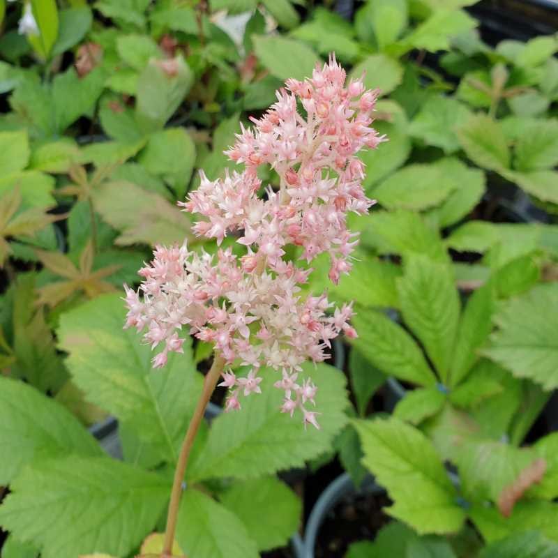 Rodgersia aesculifolia - summer flowers